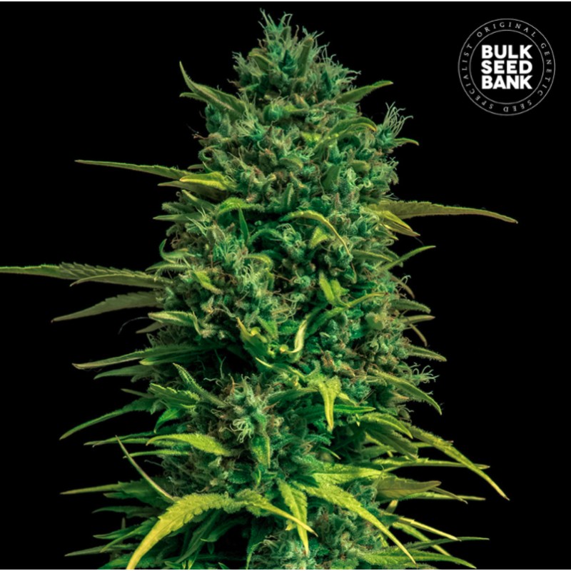AUTO TROPICAL COCONUT · Bulk Seed Bank · kenevir tohum · Auto Fem