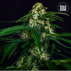 AUTO WATERMELON JAM · Bulk...