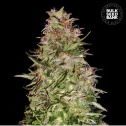 AUTO WHITE PRUSSIAN · Bulk...