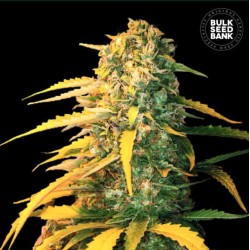 AUTO WHITE WIDOW · Bulk...