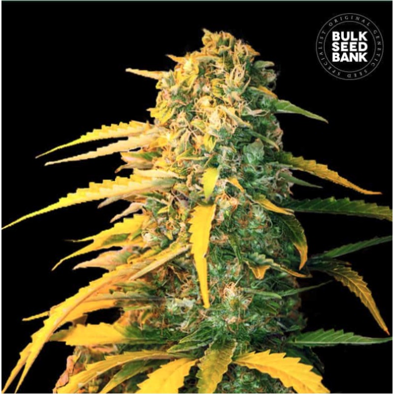 AUTO WHITE WIDOW · Bulk Seed Bank · kaufen cannabis · Auto Fem