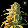 AUTO WHITE WIDOW · Bulk Seed Bank · kaufen cannabis · Auto Fem