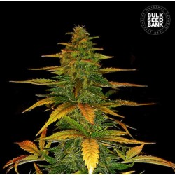 AUTO WILD DWARF · Bulk Seed...