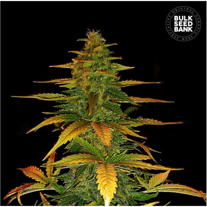 AUTO WILD DWARF · Bulk Seed Bank · sementes de maconha · Auto Fem