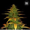 AUTO WILD DWARF · Bulk Seed Bank · cannabis samen · Auto Fem