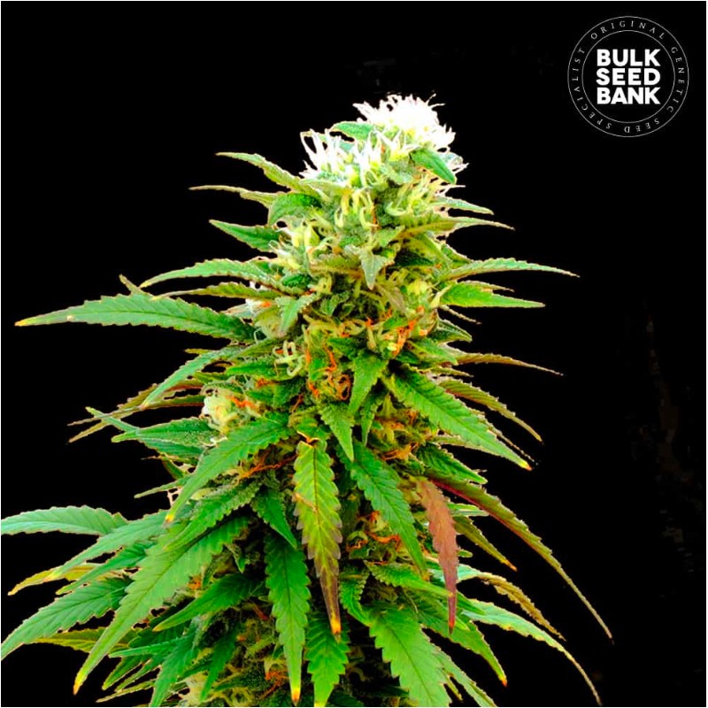 AUTO ZKITTLY ZI ZI · Bulk Seed Bank · graines de cannabis · Auto Fem