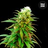 AUTO ZKITTLY ZI ZI · Bulk Seed Bank · cannabis samen · Auto Fem