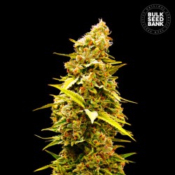 BANANA MONKEY · Bulk Seed...