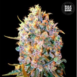 BIGGER BUD · Bulk Seed Bank...