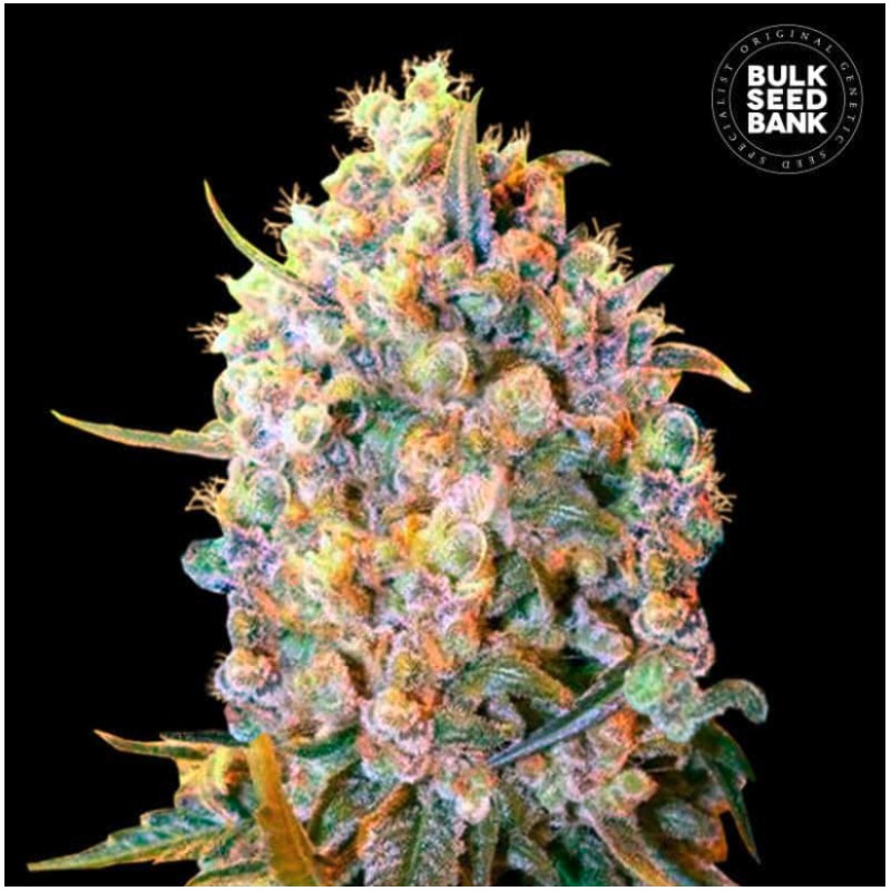 BIGGER BUD · Bulk Seed Bank · cannabis samen · Fem