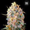 BIGGER BUD · Bulk Seed Bank · cannabis samen · Fem