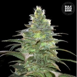 BLUEBERRY BERRY · Bulk Seed...