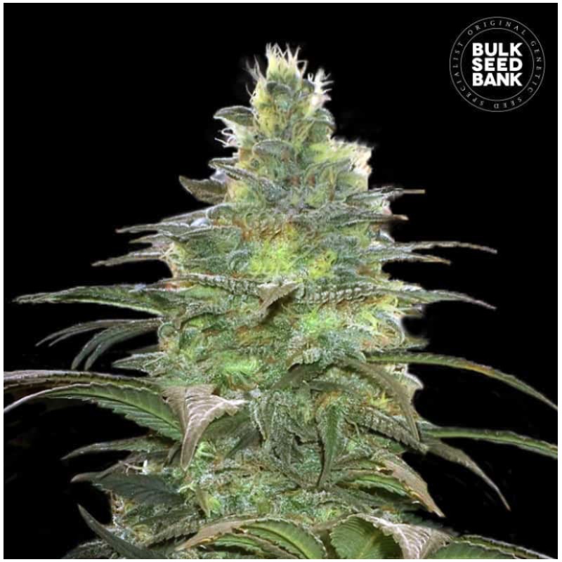 BLUEBERRY BERRY · Bulk Seed Bank · semi di canapa · Fem