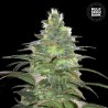 BLUEBERRY BERRY · Bulk Seed Bank · semillas de marihuana · Fem