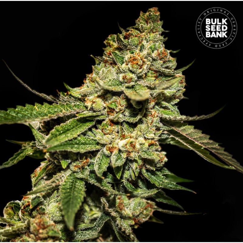 BRUCE BANNER 5 · Bulk Seed Bank · semillas de marihuana · Fem