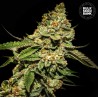 BRUCE BANNER 5 · Bulk Seed Bank · sementes de maconha · Fem