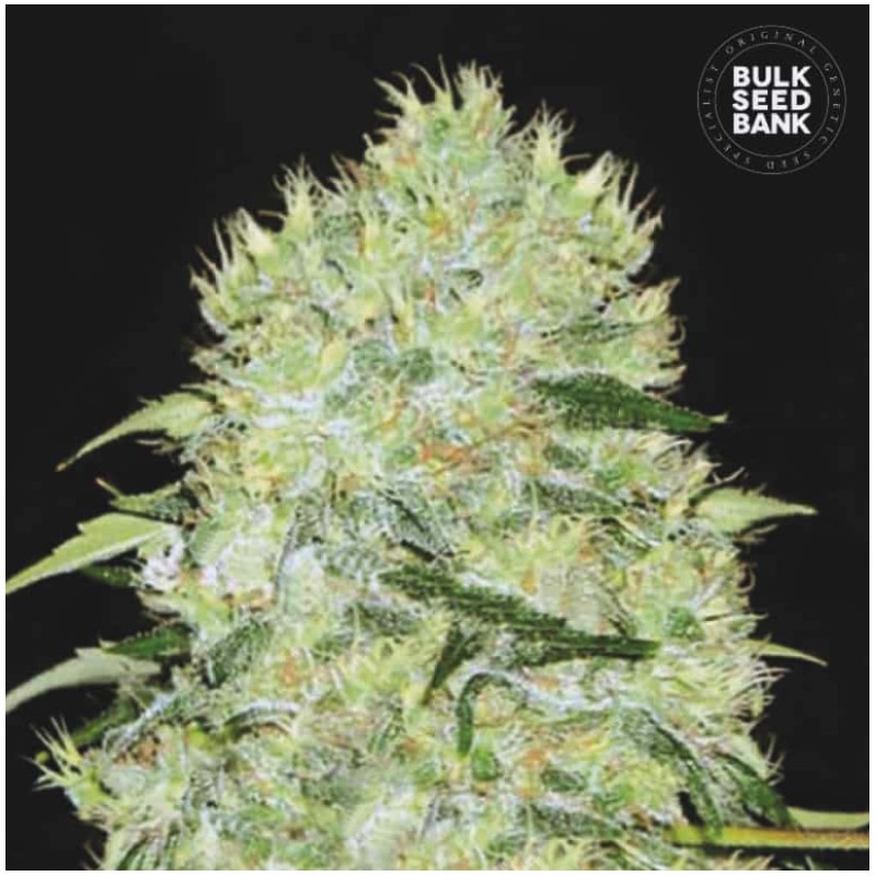 BUBBLEGUM EXTRA · Bulk Seed Bank · cannabis samen · Fem