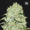 BUBBLEGUM EXTRA · Bulk Seed Bank · graines de cannabis · Fem