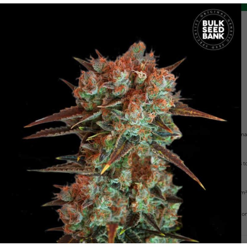 CARAMEL KING · Bulk Seed Bank · cannabis samen · Fem