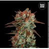 CARAMEL KING · Bulk Seed Bank · cannabis seeds · Fem