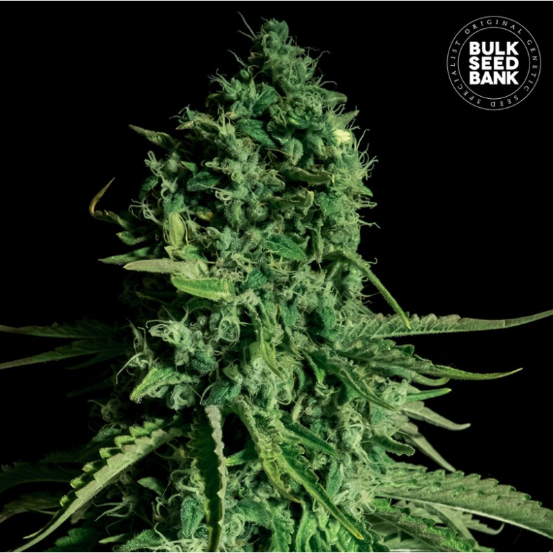 CBD CHEESE · Bulk Seed Bank · kenevir tohum · Fem