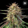 CBD AUTO GUERILLA GLUE · Bulk Seed Bank · semillas de marihuana · Auto Fem