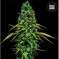 CBD CRITICAL · Bulk Seed...