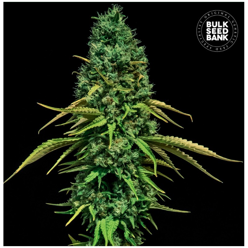 CBD CRITICAL · Bulk Seed Bank · sementes de maconha · Fem