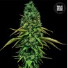 CBD CRITICAL · Bulk Seed Bank · graines de cannabis · Fem