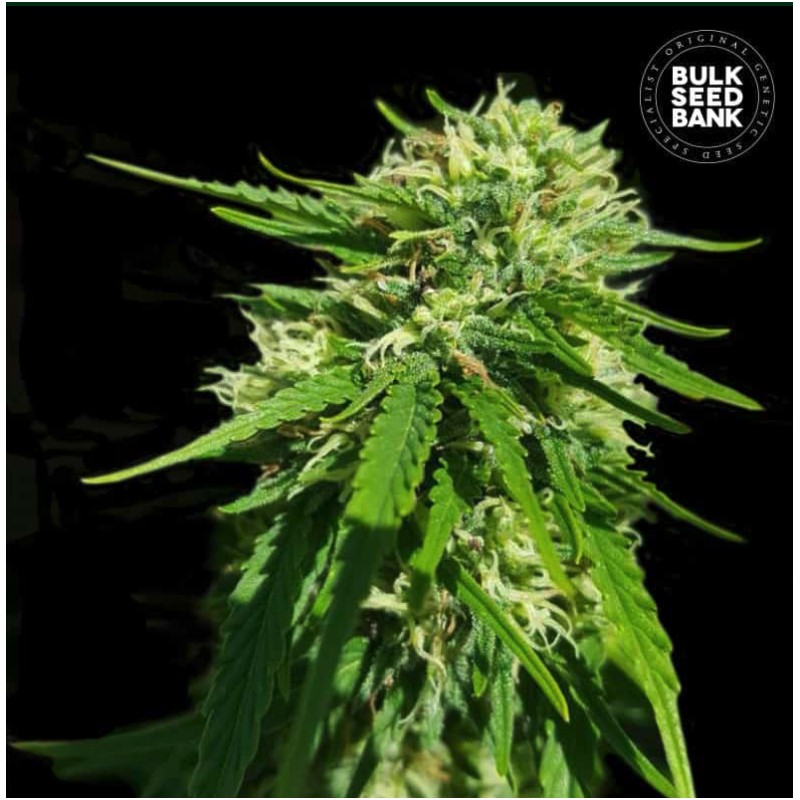 CBD GOOD WILD SHARK · Bulk Seed Bank · graines de cannabis · Fem