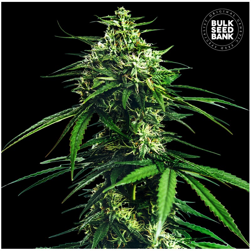 CBD INDICA KING · Bulk Seed Bank · semillas de marihuana · Fem