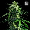 CBD INDICA KING · Bulk Seed Bank · cannabis samen · Fem
