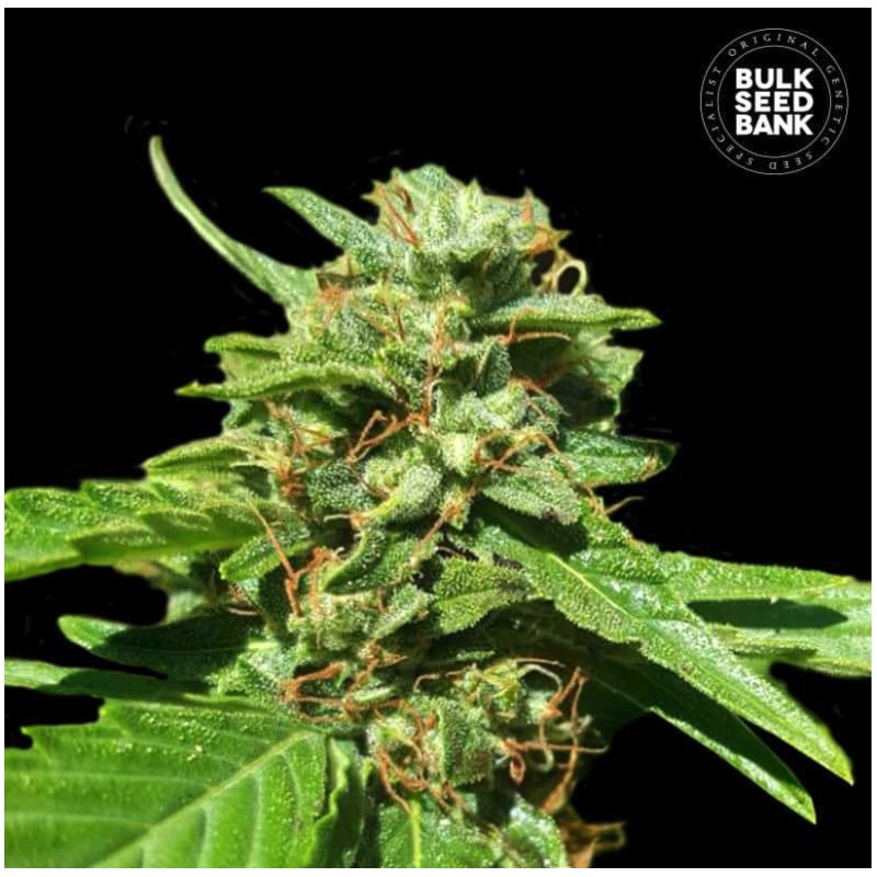 CBD NEPAL GOLD · Bulk Seed Bank · semi di canapa · Fem