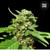 CBD NEPAL GOLD · Bulk Seed Bank · semillas de marihuana · Fem