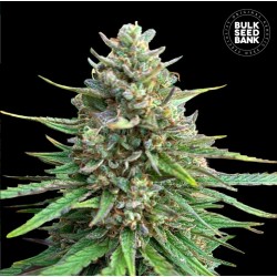 CBD SATIVA KING · Bulk Seed...