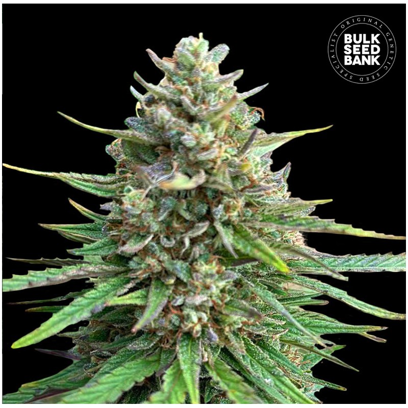 CBD SATIVA KING · Bulk Seed Bank · semi di canapa · Fem