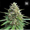 CBD SATIVA KING · Bulk Seed Bank · sementes de maconha · Fem
