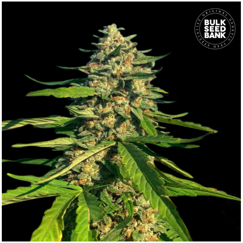 CBG CRITICAL MASS · Bulk Seed Bank · graines de cannabis · Fem