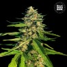 CBG CRITICAL MASS · Bulk Seed Bank · semi di canapa · Fem
