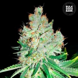 CHEESE · Bulk Seed Bank ·...