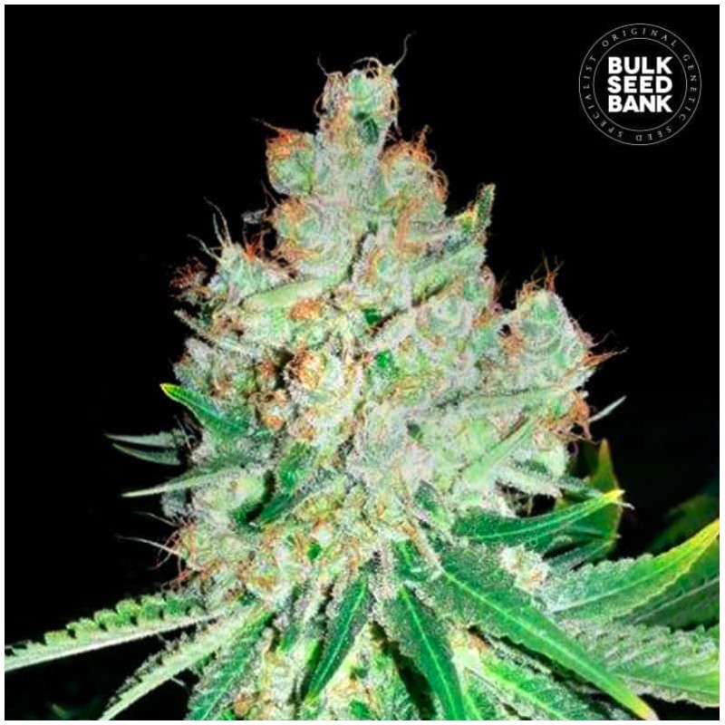 CHEESE · Bulk Seed Bank · cannabis samen · Fem