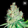 CHEESE · Bulk Seed Bank · sementes de maconha · Fem