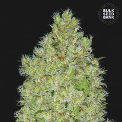CHRONICAL · Bulk Seed Bank · graines de cannabis · Fem