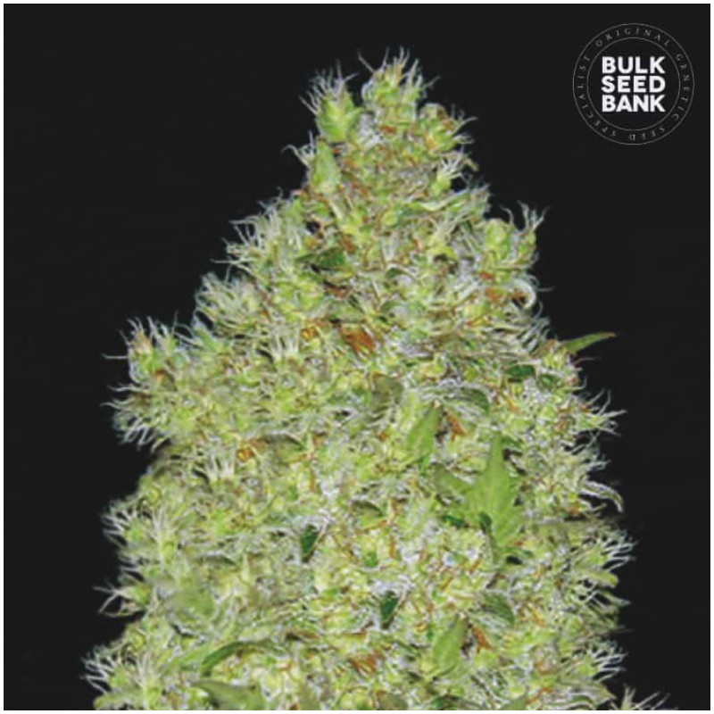 CHRONICAL · Bulk Seed Bank · semillas de marihuana · Fem