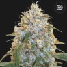 COCOPOPO · Bulk Seed Bank · cannabis samen · Fem