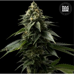 COFFE ROCKET · Bulk Seed...