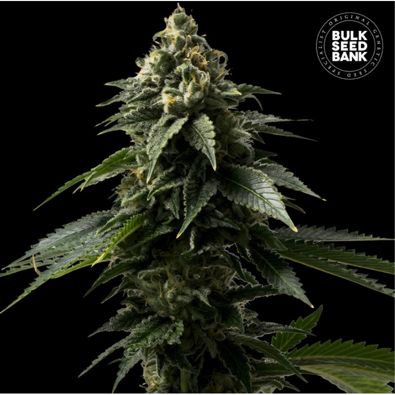 COFFE ROCKET · Bulk Seed Bank · graines de cannabis · Fem