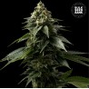 COFFE ROCKET · Bulk Seed Bank · sementes de maconha · Fem