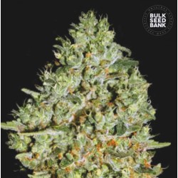 CRITICAL · Bulk Seed Bank ·...