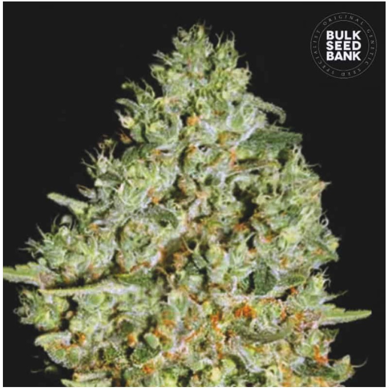 CRITICAL · Bulk Seed Bank · graines de cannabis · Fem